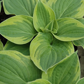'Wide Brim' Hosta