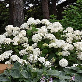 Hydrangea, 'Annabelle'