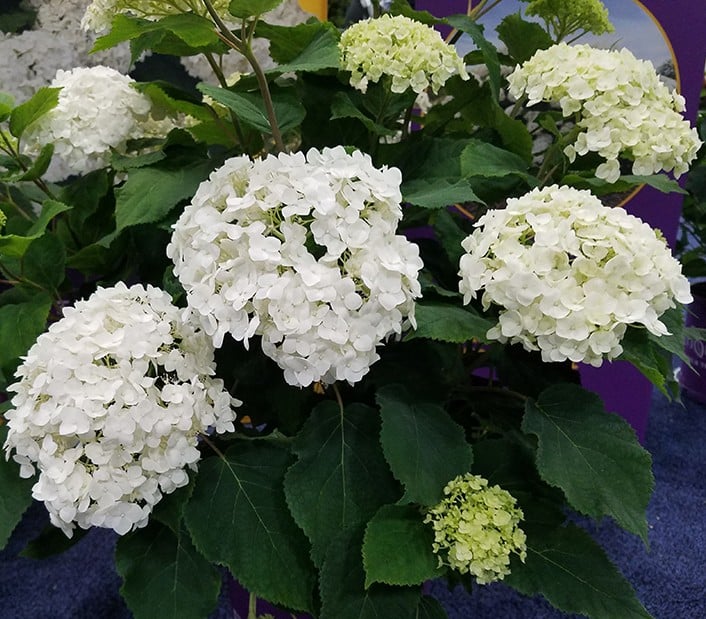 Hydrangea, 'FlowerFull' - Image 2
