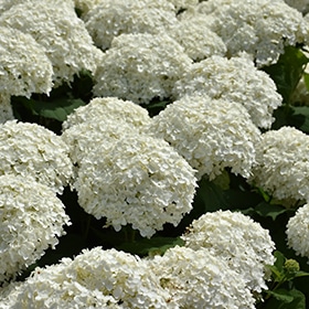 Hydrangea, 'Incrediball'