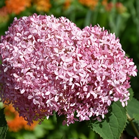 Hydrangea, 'Invincibelle Spirit'