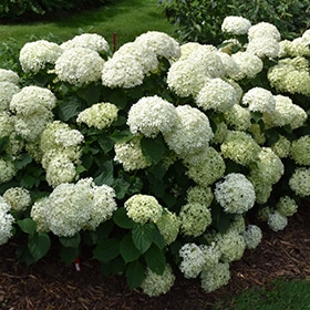 Hydrangea, 'Limetta'