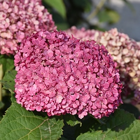 Hydrangea, 'Mini Mauvette'