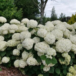Hydrangea, 'Storm Proof'