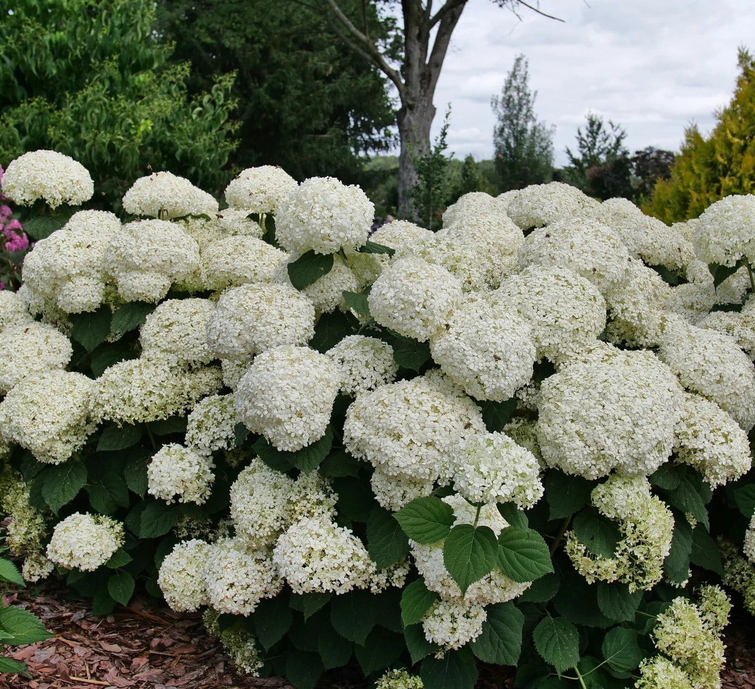 Hydrangea, 'Storm Proof'