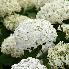 Hydrangea, 'Wee White'