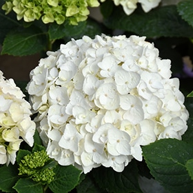 Hydrangea, 'Blushing Bride'
