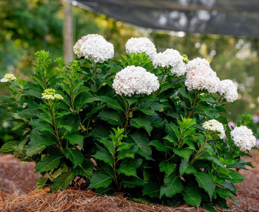 Hydrangea, 'DreamCloud'