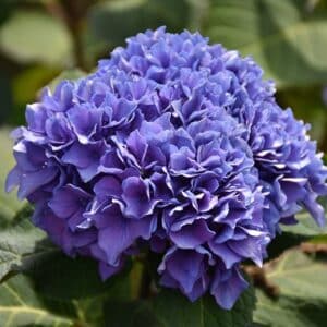 Hydrangea, 'Let's Dance Rhythmic Blue'