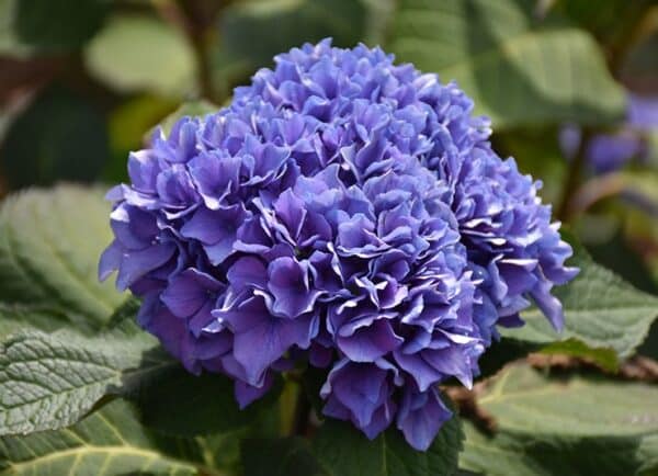 Hydrangea, 'Let's Dance Rhythmic Blue'