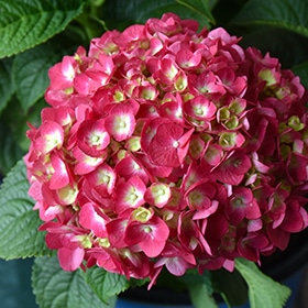Hydrangea, 'Summer Crush' #2/3