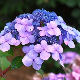 Hydrangea, 'Twist & Shout' #3/2