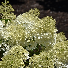 Hydrangea, 'Bobo' #3