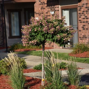 Hydrangea, 'Quick Fire' #7 Tree Form