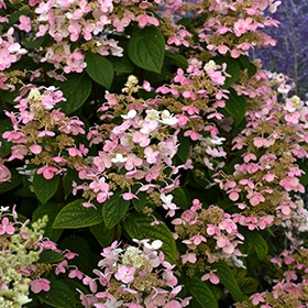 Hydrangea, 'Quick Fire' 24"
