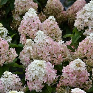 Hydrangea, 'Quick Fire Fab'