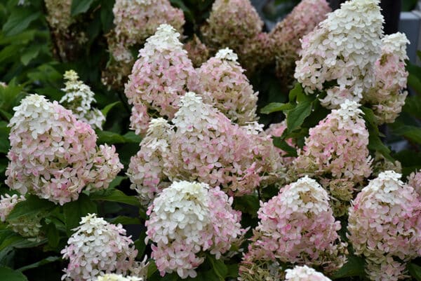 Hydrangea, 'Quick Fire Fab'
