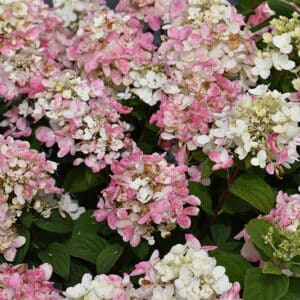 Hydrangea, 'Firelight Tidbit'