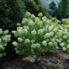 Hydrangea, 'Limelight' 18"