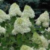 Hydrangea, 'Limelight' 18" - Image 2