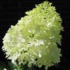 Hydrangea, 'Limelight' 18" - Image 3