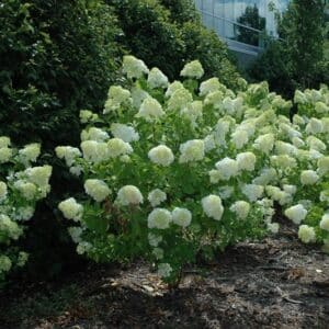 Hydrangea, 'Limelight'