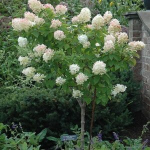 Hydrangea, 'Limelight' 4.0' HD