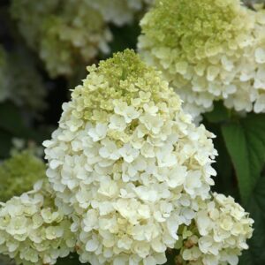 Hydrangea, 'Little Hottie'