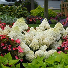 Hydrangea, 'Little Lime' #3