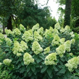 Hydrangea, 'Limelight Prime'