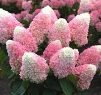 Hydrangea, 'Love A Lot Pink'