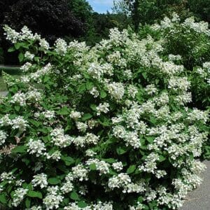 Hydrangea, 'Pink Diamond' 24"