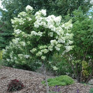 Hydrangea, 'Pink Diamond' #7 Tree Form