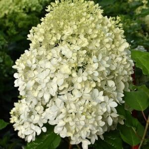 Hydrangea, 'Puffer Fish'