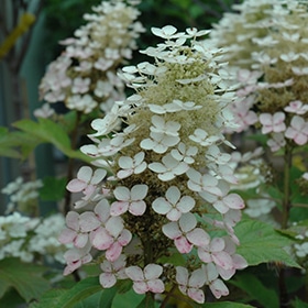 Hydrangea, Oak Leaf 'Alice'