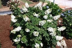 Hydrangea, Oak Leaf 'Jetstream'