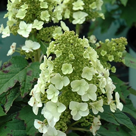 Hydrangea, Oak Leaf 'Munchkin'