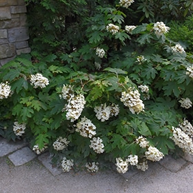 Hydrangea, Oak Leaf 'Pee Wee'