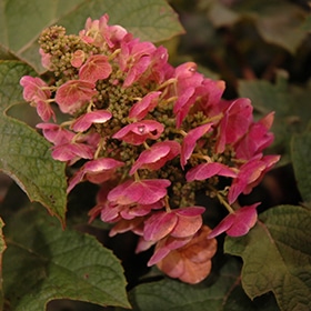 Hydrangea, Oak Leaf 'Ruby Slippers'