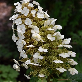 Hydrangea, Oak Leaf 'Sikes Dwarf'