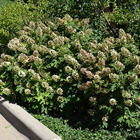Hydrangea, Snow Queen Oak Leaf