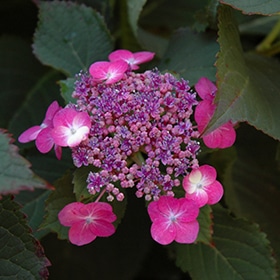 Hydrangea, 'Tuff Stuff'
