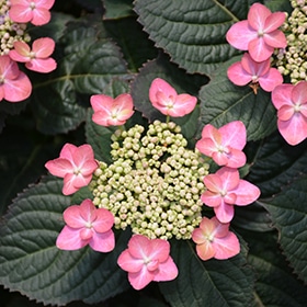 Hydrangea, 'Tuff Stuff Red'