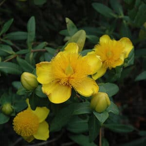 St. Johnswort, Sunburst