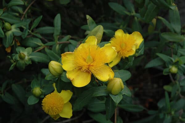 St. Johnswort, Sunburst