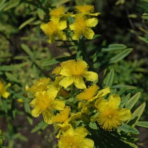 St. Johnswort