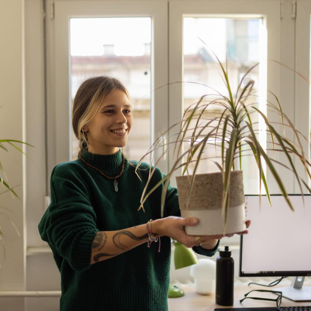 Homeowner placing a spider plant indoors in the office