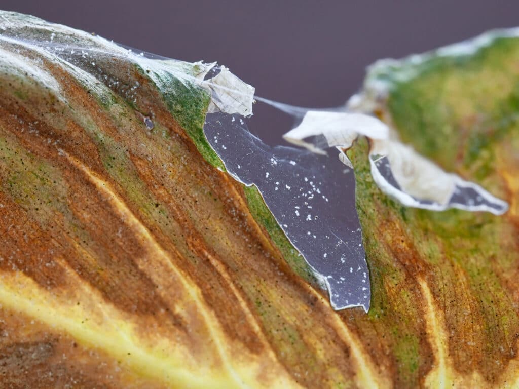 Spider mites causing damage on indoor plant leaf