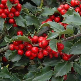Holly, Royal Family Combo