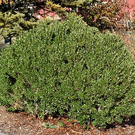 Holly, 'Shamrock'
